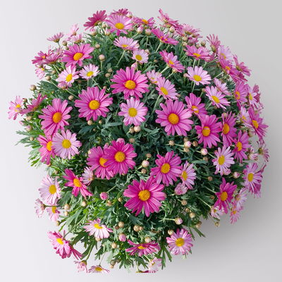 Margerite, rosa, Topf-Ø 18/19 cm, 2 Pflanzen Margerite, rosa, Topf-Ø 18/19 cm, 2 Pflanzen