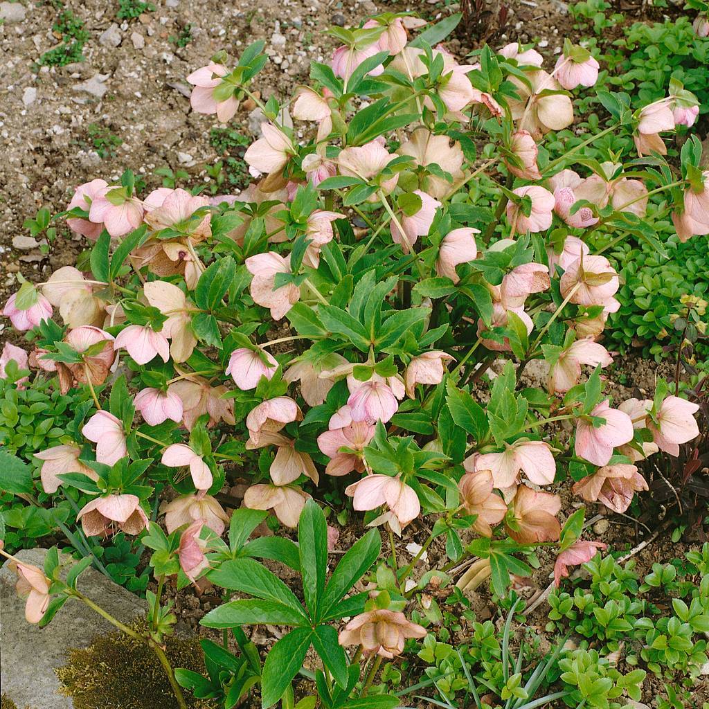 Christrose 'Winterbells', grün-weiß/rosa, Topf-Ø 17 cm, 2er-Set