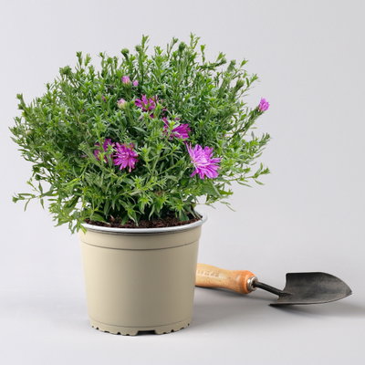 Kissenaster pink, Topf-Ø 17 cm, 2er-Set Kissenaster pink, Topf-Ø 17 cm, 2er-Set