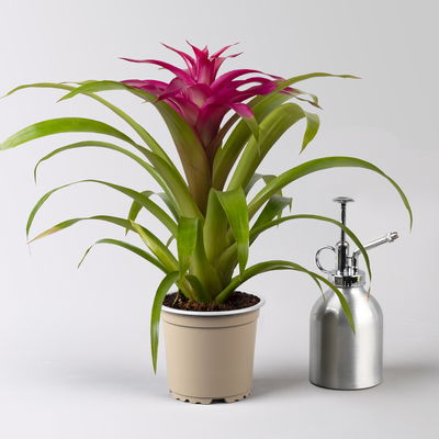 Guzmania 'Deseo Pink', pink, Topf-Ø 12 cm, Höhe ca. 45 cm Guzmania 'Deseo Pink', pink, Topf-Ø 12 cm, Höhe ca. 45 cm