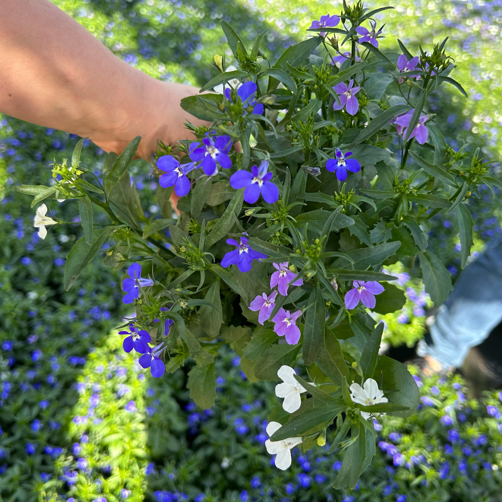Männertreu 'Trio®' hängend, mehrfarbig, Topf-Ø 12 cm, 6 Pflanzen