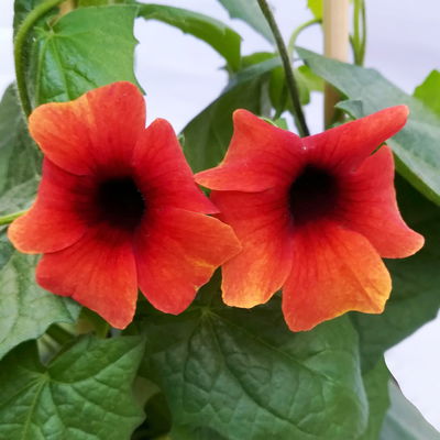 Schwarzäugige Susanne, Farben zufällig, Topf-Ø 13 cm, 3 Pflanzen