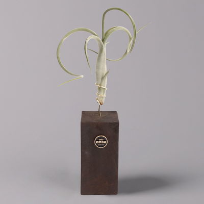 Tillandsien-Trio im Holzständer