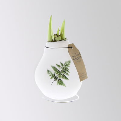 Amaryllis in Wachs, Dekor 'Naturalz', Muster zufällig, Blüte weiß Amaryllis in Wachs, Dekor 'Naturalz', Muster zufällig, Blüte weiß