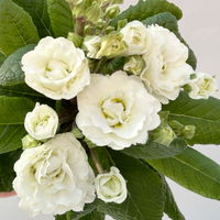 Primel 'Pollyanna Frosty White', weiß, Topf-Ø 13 cm, 6 Pflanzen