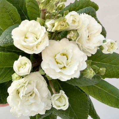 Primel 'Pollyanna Frosty White', weiß, Topf-Ø 13 cm, 6 Pflanzen