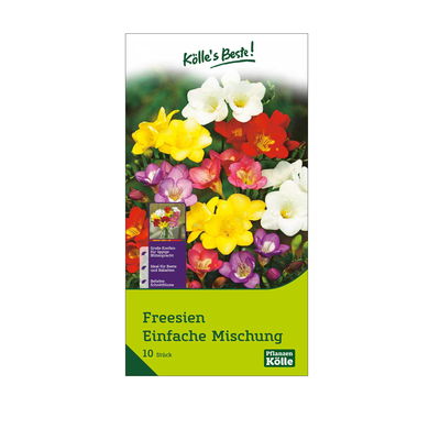 Freesien Einfache Mischung, 10 Blumenzwiebeln