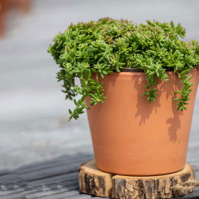 Sedum album 'Coral Carpet', weiß, Topf 9x9 cm, 3 Pflanzen