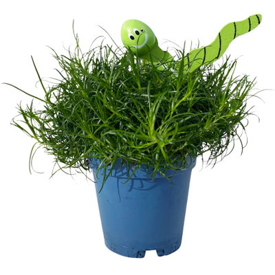 Sternmoos mit Wurmstecker, Topf-Ø 6 cm, 12er-Set Sternmoos mit Wurmstecker, Topf-Ø 6 cm, 12er-Set