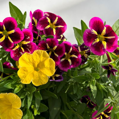 Zauberglöckchen 'Duo', pink & gelb, Topf-Ø 14 cm, 4 Pflanzen