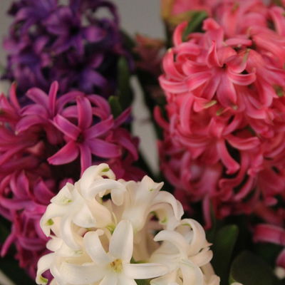 Hyazinthe 'Trio' weiß, rosa & blau, vorgetrieben, Topf-Ø 12 cm, 6 Pflanzen