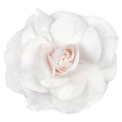 Fleißiges Lieschen, Farbe zufällig, gefüllt, Topf -Ø 12 cm, 6 Pflanzen