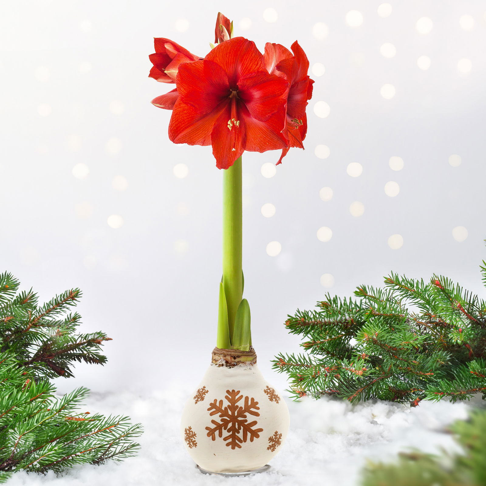 Amaryllis in Wachs, Dekor 'Snow Flakes', handbemalt, Blüte rot