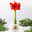 Amaryllis in Wachs, Dekor 'Snow Flakes', handbemalt, Blüte rot