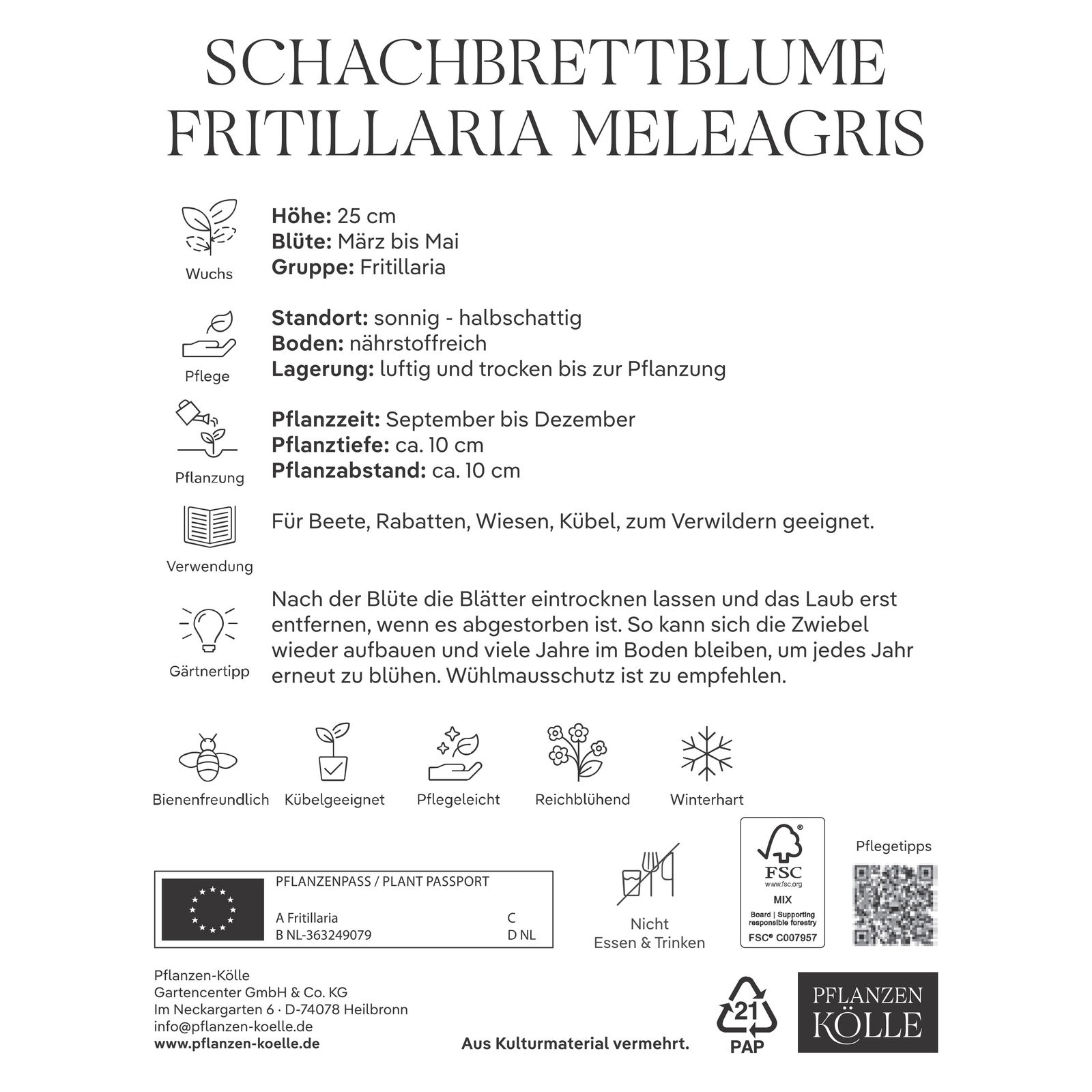Schachbrettblume (Fritillaria Meleagris) lila/weiß, 25 Blumenzwiebeln