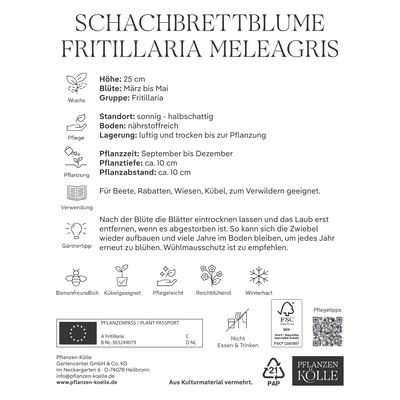 Schachbrettblume (Fritillaria Meleagris) lila/weiß, 25 Blumenzwiebeln