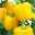Block-Paprikapflanze 'Beluga® Yellow' gelb, Topf-Ø 10,5 cm, 6er-Set