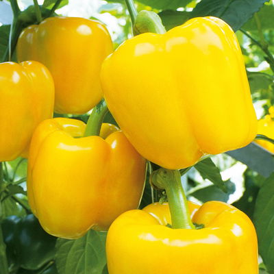 Block-Paprikapflanze 'Beluga® Yellow' gelb, Topf-Ø 10,5 cm, 6er-Set