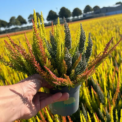 Calluna 'SKYLINE® Trio', gelb-orange-grau, Topf-Ø 11 cm, 6 Pflanzen Calluna 'SKYLINE® Trio', gelb-orange-grau, Topf-Ø 11 cm, 6 Pflanzen