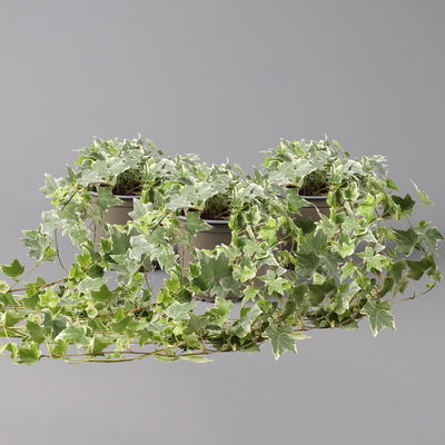 Weißbunter Efeu, Topf-Ø 12/13 cm, 3 Pflanzen Weißbunter Efeu, Topf-Ø 12/13 cm, 3 Pflanzen