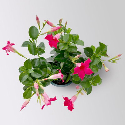 Dipladenie, pink, Topf-Ø 14 cm, 4 Pflanzen Dipladenie, pink, Topf-Ø 14 cm, 4 Pflanzen
