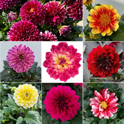 Dahlie, Farbe zufällig, Topf-Ø 14 cm, 4 Pflanzen