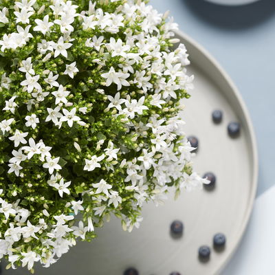 Polsterglockenblume 'Ambella® White' weiß, Topf-Ø 15 cm, 3er-Set