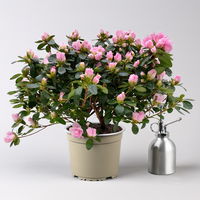Azalee Hortinno® 'Classic Bicolor' rosa-weiß, Topf-Ø 15 cm