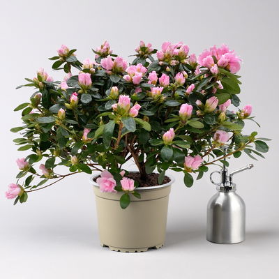 Azalee Hortinno® 'Classic Bicolor' rosa-weiß, Topf-Ø 15 cm