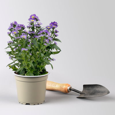 Aster novi-belgii Farben zufällig, Topf-Ø 12 cm, 6er-Set Aster novi-belgii Farben zufällig, Topf-Ø 12 cm, 6er-Set