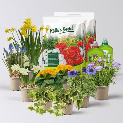 Pflanzenkreation Frühlingsgruß, 9 Pflanzen inkl. Erde & Dünger Pflanzenkreation Frühlingsgruß, 9 Pflanzen inkl. Erde & Dünger