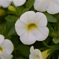 gemischte Sommerblumen-Ampel, weiß, Ampeltopf-Ø 25/27 cm