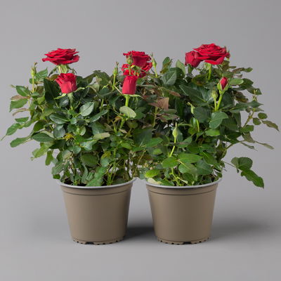 Rose, rot, Topf-Ø 14 cm, 2 Pflanzen