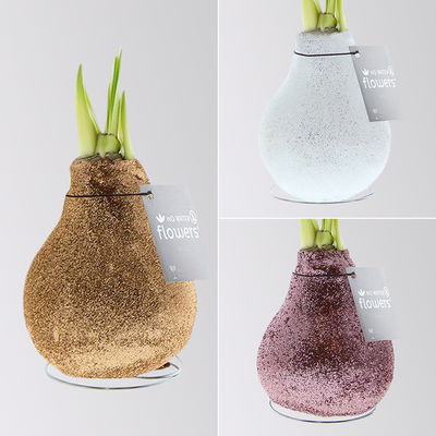 Amaryllis in Wachs, Dekor 'Glitter Charm', Farbe zufällig, Blüte weiß