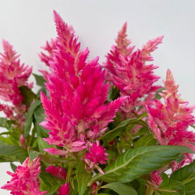 Celosia 'Kelos Fire Pink' pink, Topf-Ø 12 cm, 6 Sückt