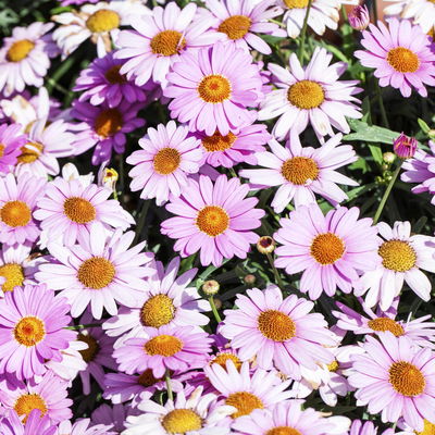 Margerite, rosa, Stamm, Topf-Ø 15 cm, 2 Pflanzen