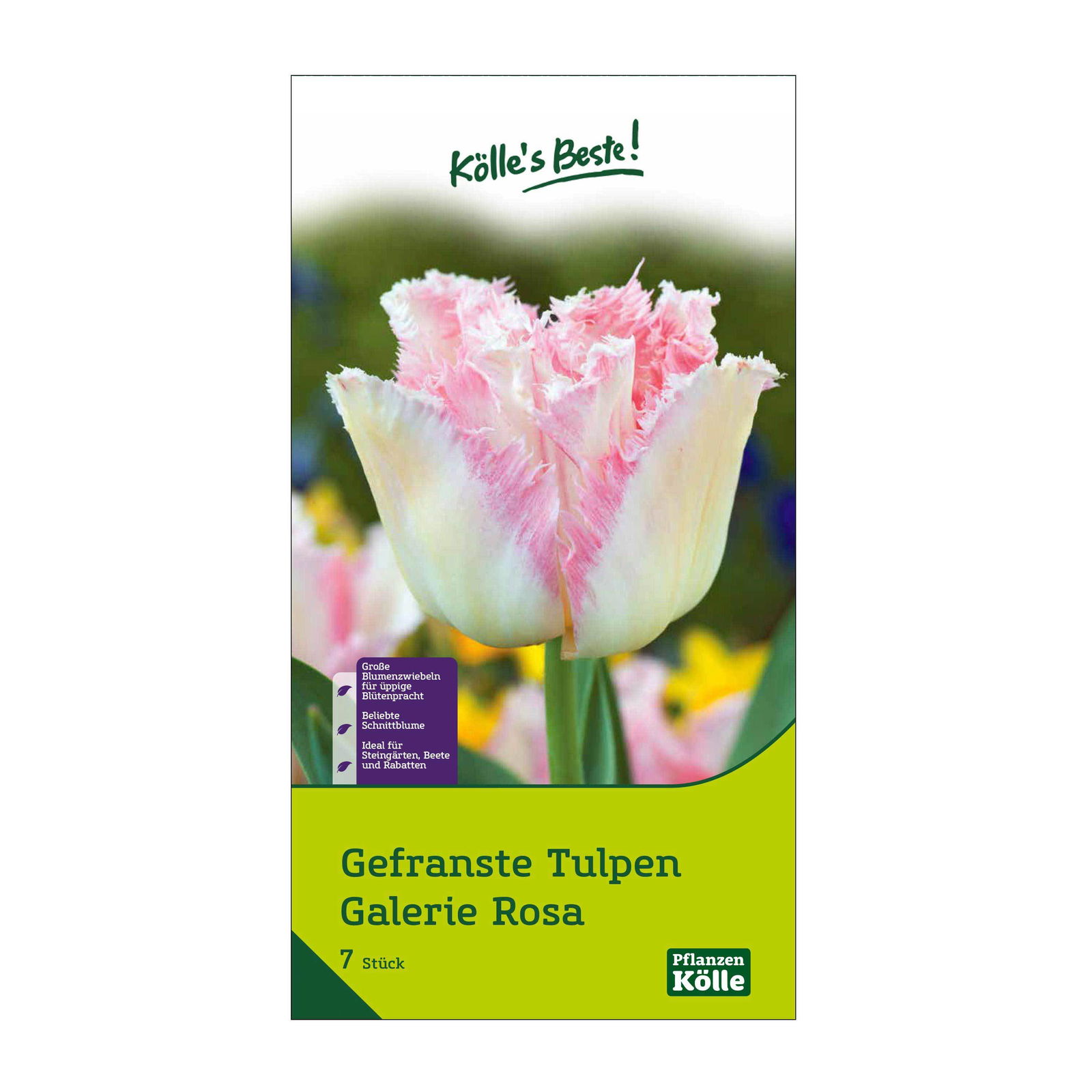 Gefranste Tulpen 'Galerie', rosafarben, 7 Blumenzwiebeln