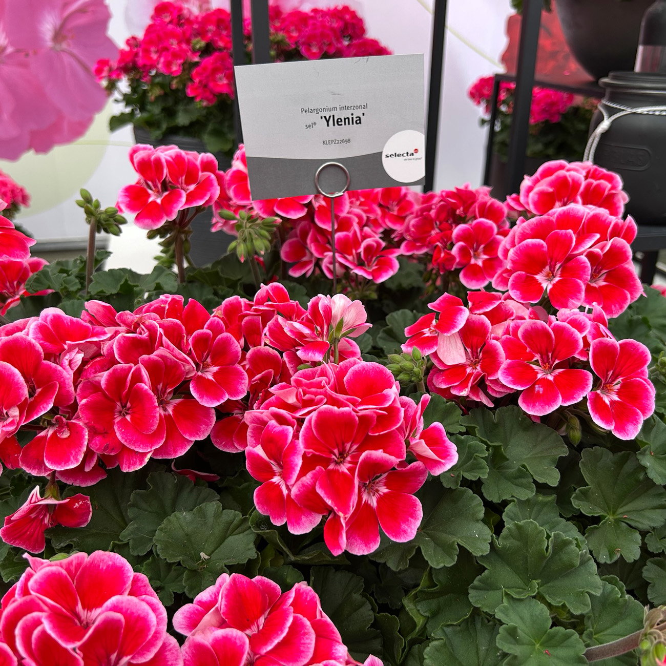 Geranie, rot-rosa, stehend, Topf-Ø 13 cm, 6 Pflanzen Geranie, rot-rosa, stehend, Topf-Ø 13 cm, 6 Pflanzen
