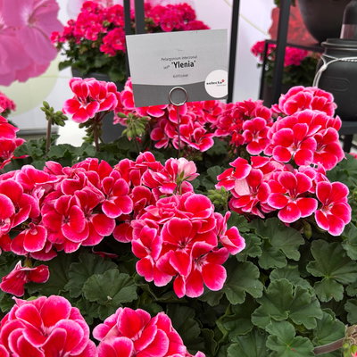 Geranie, rot-rosa, stehend, Topf-Ø 13 cm, 6 Pflanzen Geranie, rot-rosa, stehend, Topf-Ø 13 cm, 6 Pflanzen