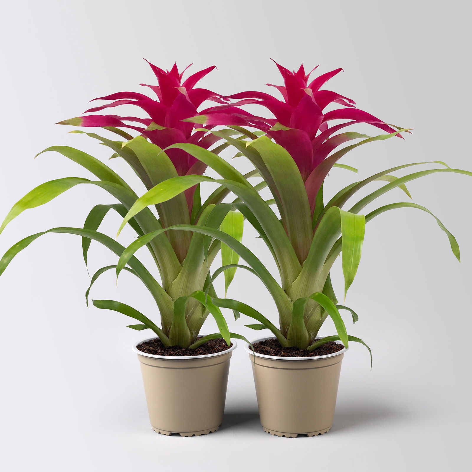 Guzmania 'Deseo Pink', pink, Topf-Ø 12 cm, Höhe ca. 50 cm, 2 Pflanzen Guzmania 'Deseo Pink', pink, Topf-Ø 12 cm, Höhe ca. 50 cm, 2 Pflanzen