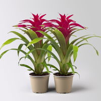 Guzmania 'Deseo Pink', pink, Topf-Ø 12 cm, Höhe ca. 50 cm, 2 Pflanzen Guzmania 'Deseo Pink', pink, Topf-Ø 12 cm, Höhe ca. 50 cm, 2 Pflanzen