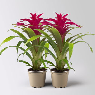 Guzmania 'Deseo Pink', pink, Topf-Ø 12 cm, Höhe ca. 50 cm, 2 Pflanzen Guzmania 'Deseo Pink', pink, Topf-Ø 12 cm, Höhe ca. 50 cm, 2 Pflanzen