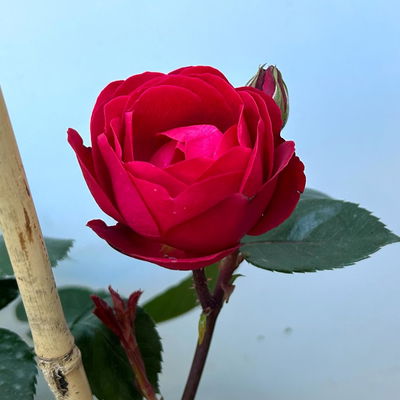 Beetrose 'Kompass'®, rot, Doppelbogen, Topf 10 Liter Beetrose 'Kompass'®, rot, Doppelbogen, Topf 10 Liter