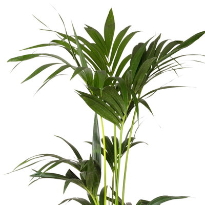 Kentiapalme in Korb Osaka, Topf-Ø 19 cm, Höhe ca. 80-110 cm