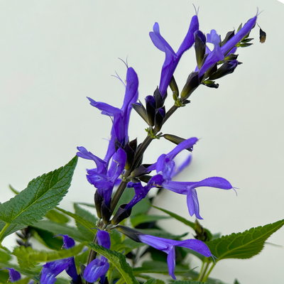 Ziersalbei 'Lake Blueberry', blau, Topf-Ø 19 cm, 2 Pflanzen Ziersalbei 'Lake Blueberry', blau, Topf-Ø 19 cm, 2 Pflanzen