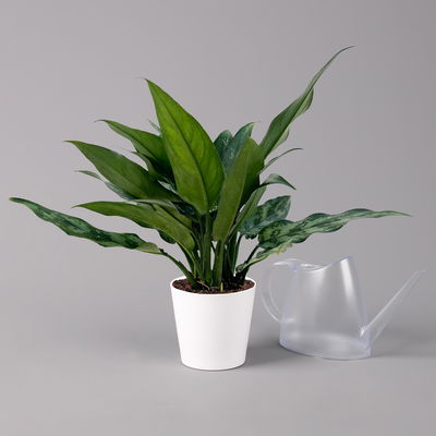 Aglaonema 'Maria', mit Übertopf Dallas weiß, Topf-Ø 12 cm Aglaonema 'Maria', mit Übertopf Dallas weiß, Topf-Ø 12 cm