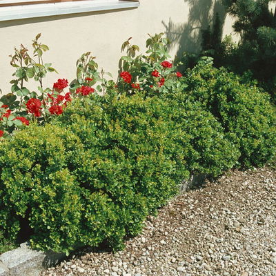 Buchsblättige Berberitze 'Nana', 10er-Set, Höhe 15-20 cm, Topf 2 Liter