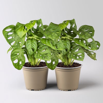 Monstera adansonii, Topf-Ø 12 cm, Höhe ca. 25 cm, 2 Pflanzen Monstera adansonii, Topf-Ø 12 cm, Höhe ca. 25 cm, 2 Pflanzen