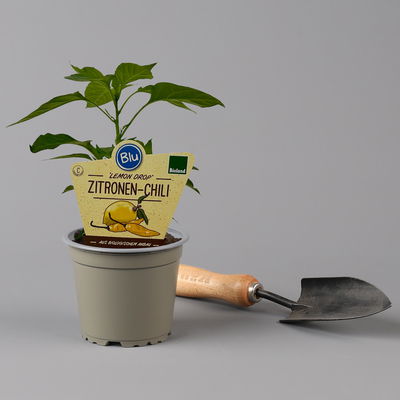 Blu Bio Zitronen-Chili, Topf-Ø 12 cm, 3er Set