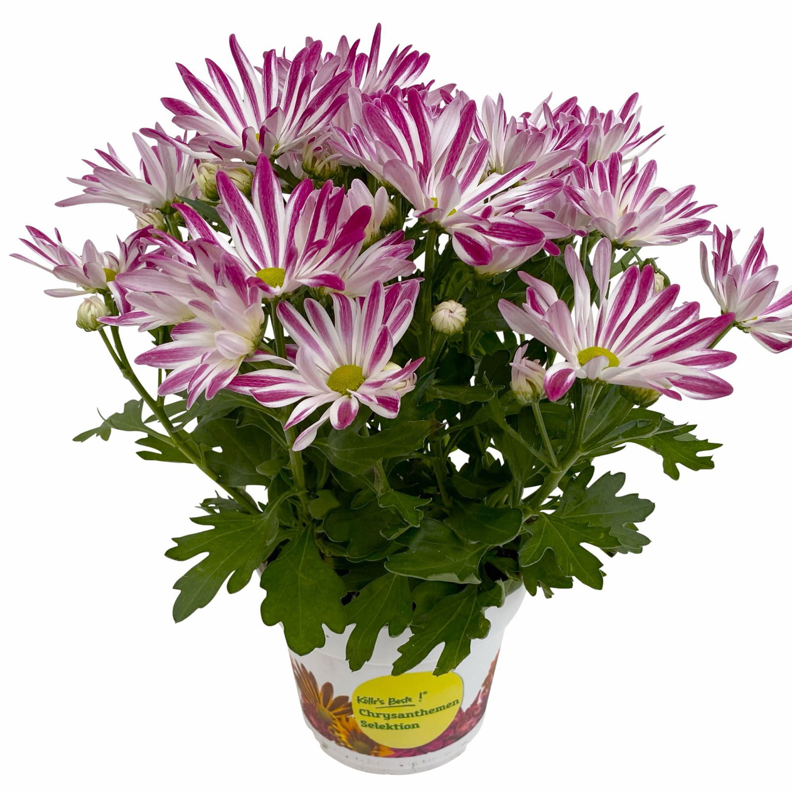 Chrysanthemen 'Rainbow Carousel' lila-weiß, Topf-Ø 14 cm, 4er-Set